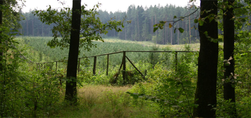 Nadleśnictwo Knyszyn w Mońkach
