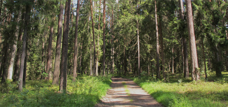 Nadleśnictwo Knyszyn w Mońkach - las